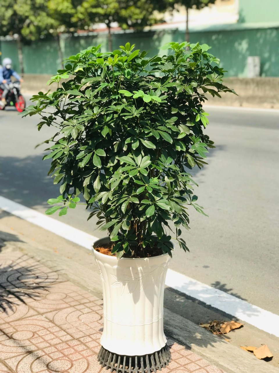 Ngũ gia bì lớn