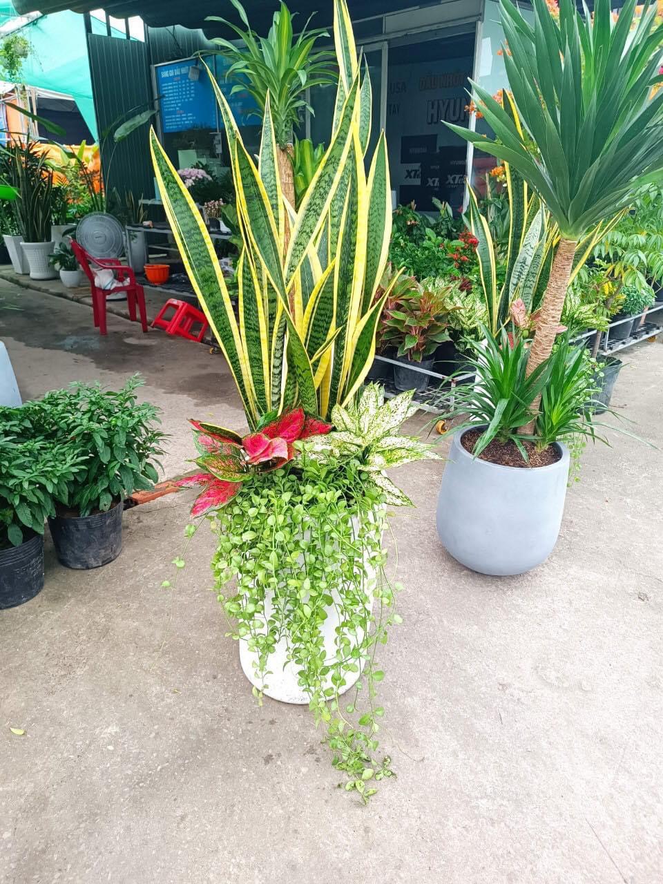 Cây Lưỡi Hổ Mix đô la