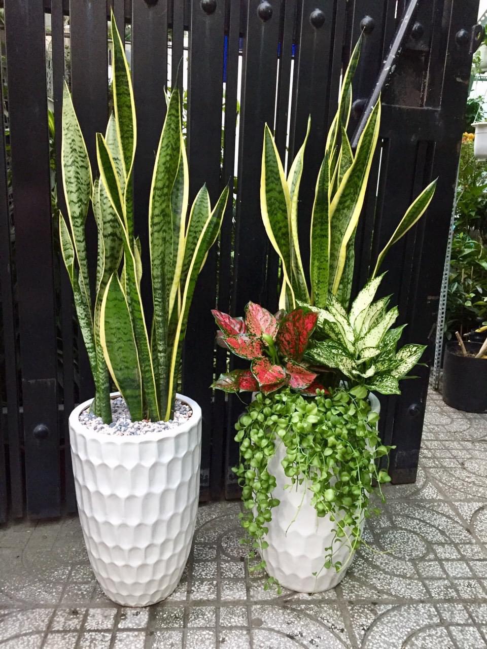 Cây lưỡi hổ Mix 1