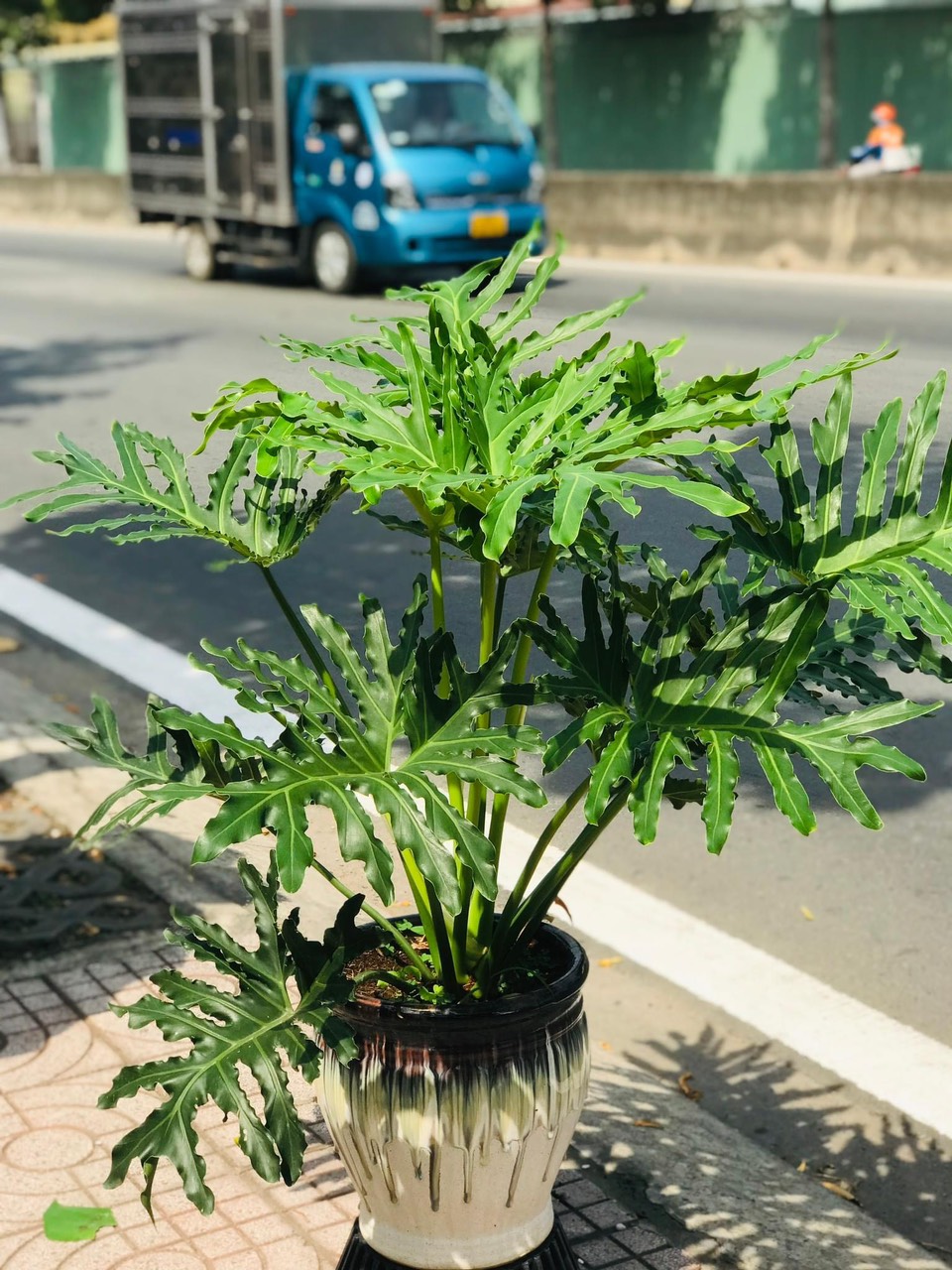 CÂY TRẦU BÀ THANH XUÂN 1