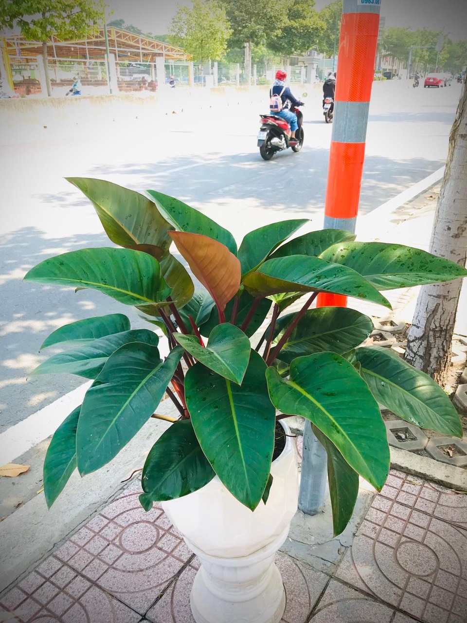 Đại Đế Vương Đỏ