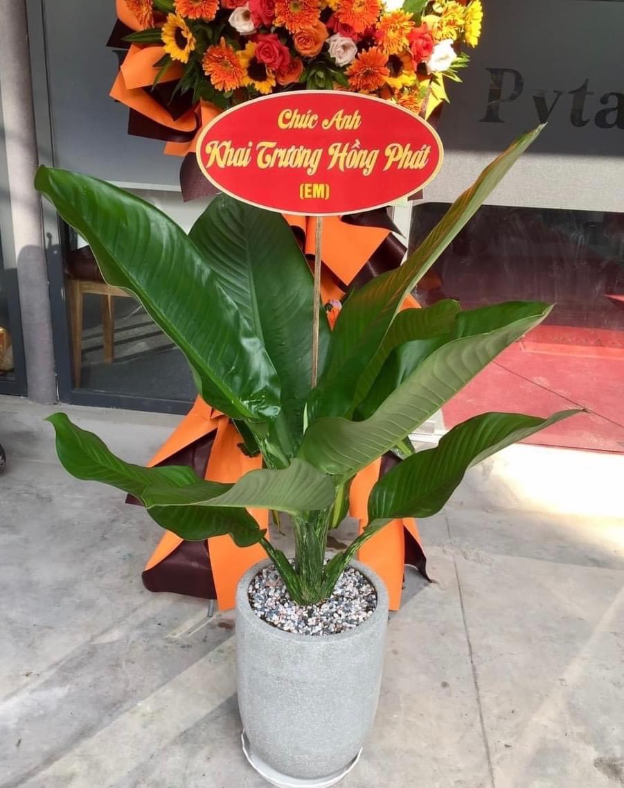 Cây văn phòng - Đại phú gia