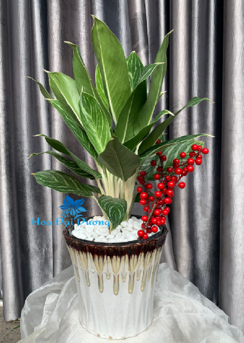 Bạch Mã Hoàng Tử Mix Đào