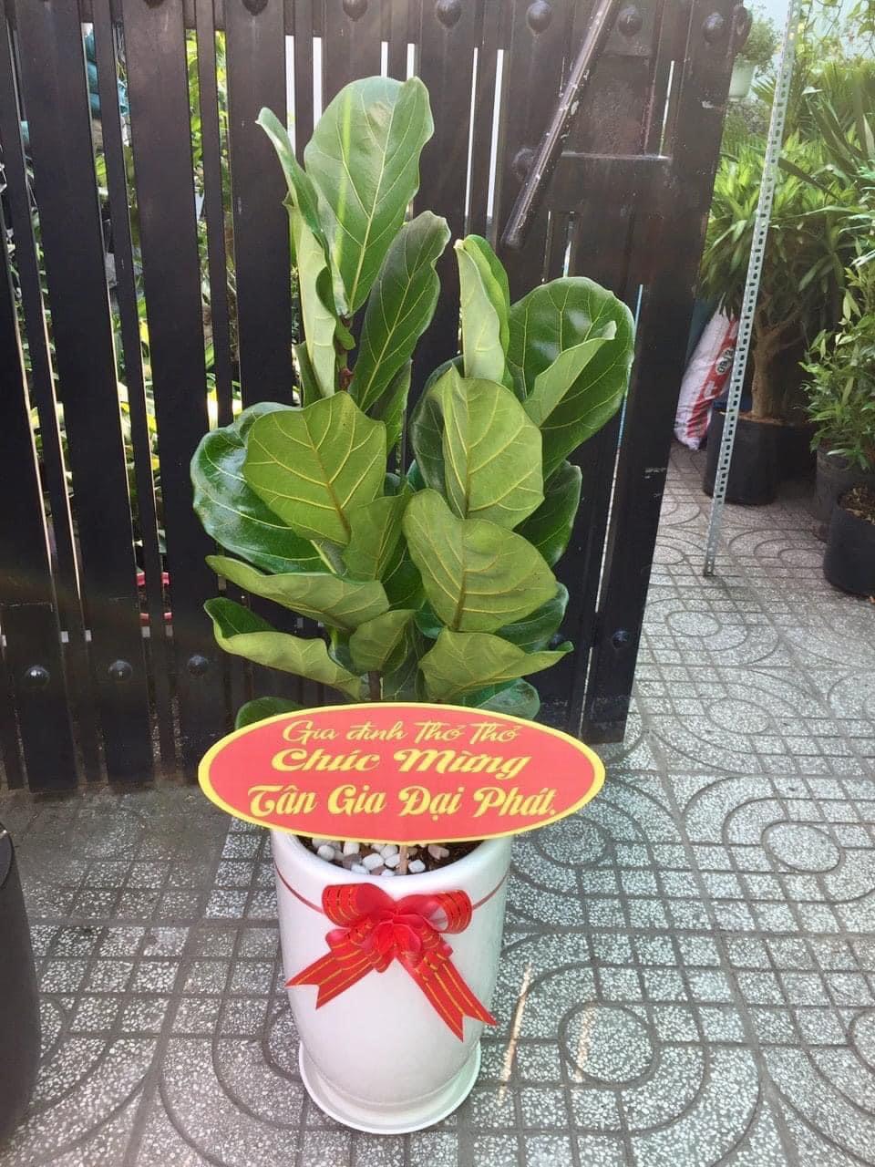 Bàng  Singapore