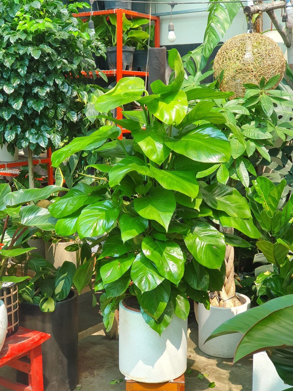 Trầu Bà Xanh Leo Cột