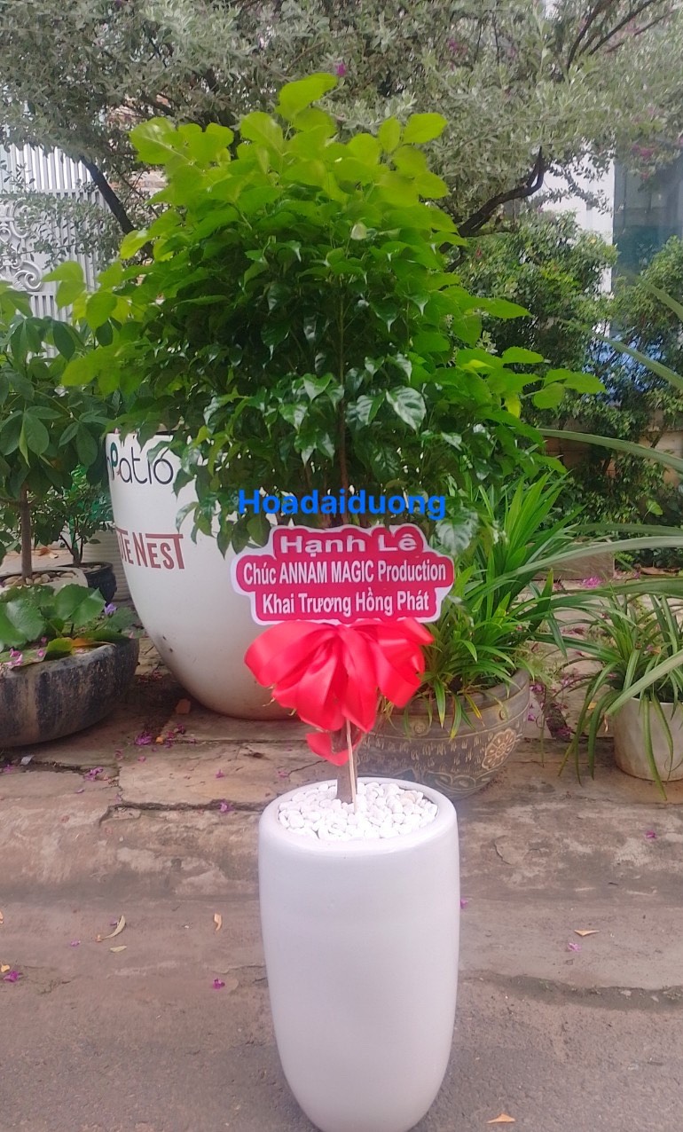 CÂY HẠNH PHÚC LỚN