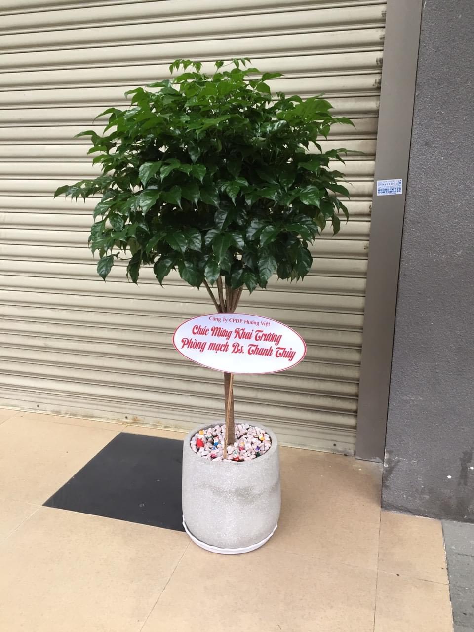 Cây Hạnh Phúc 