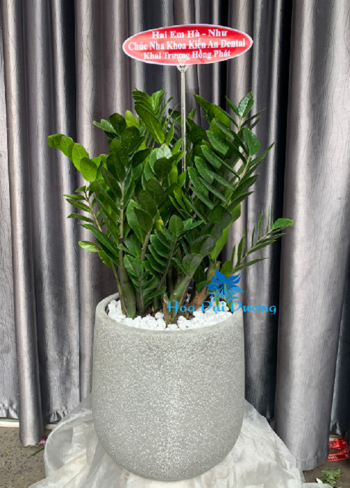 Cây Kim Tiền chậu ximang