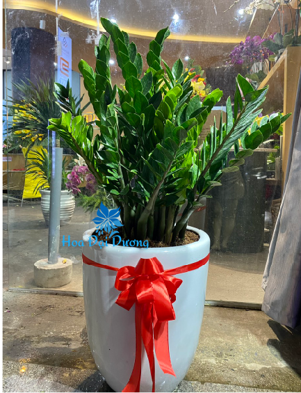 Cây Kim Tiền Size Đại