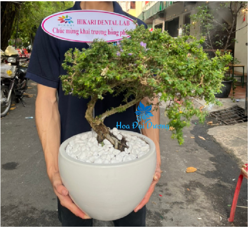 Cây Linh Sam