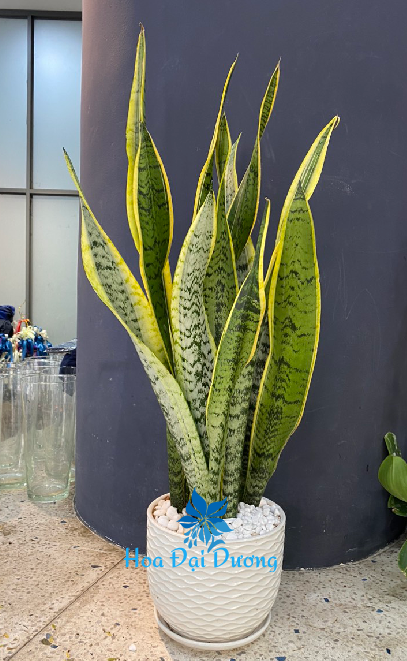 Cậy Lưỡi Hổ 2