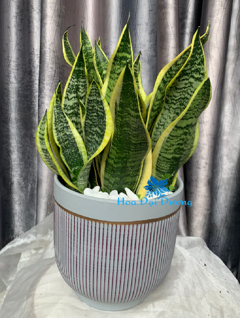 Cây Lưỡi Hổ 3