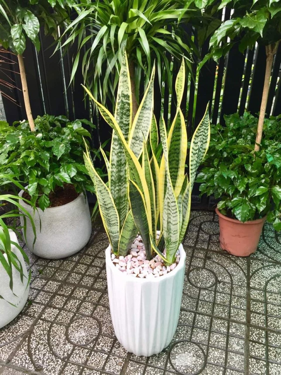 CÂY LƯỠI HỔ