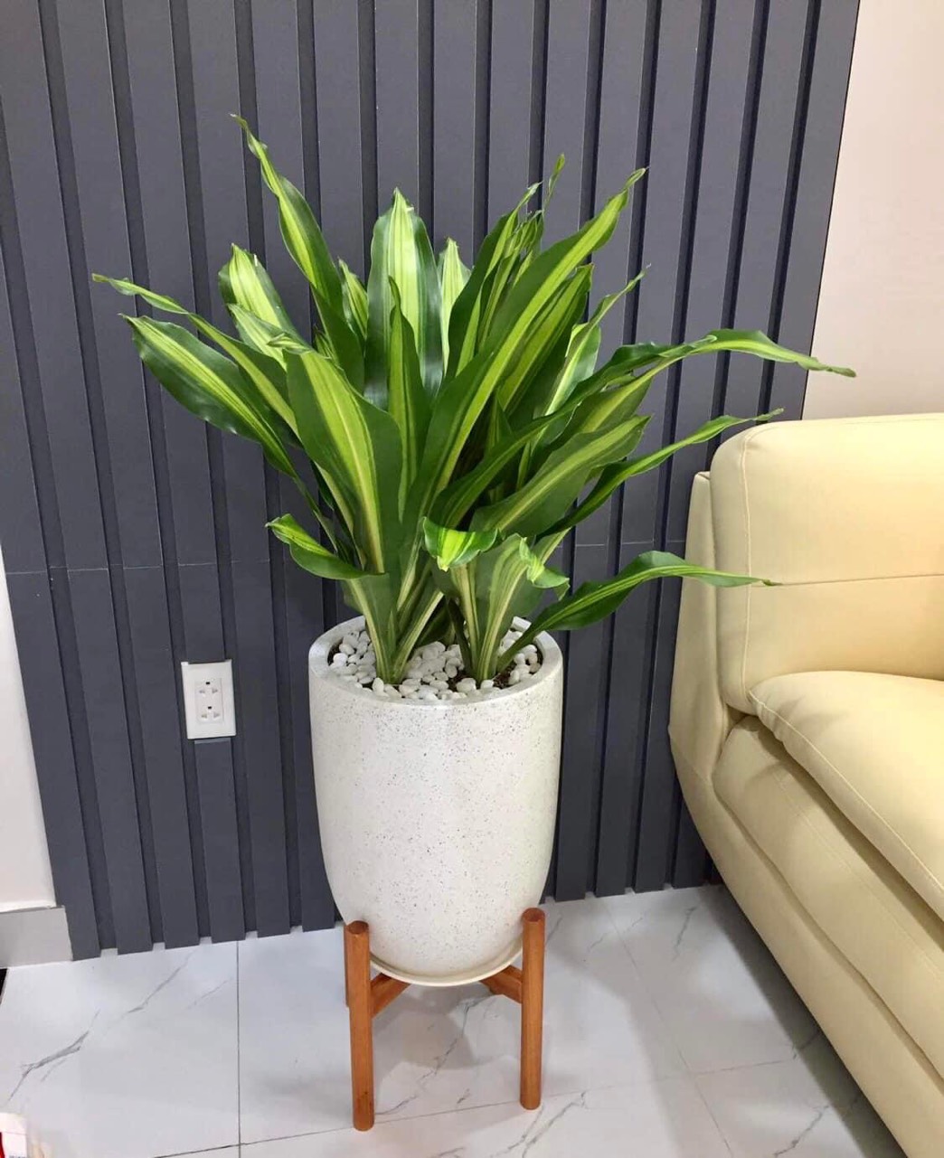CÂY THIẾT MỘC LAN