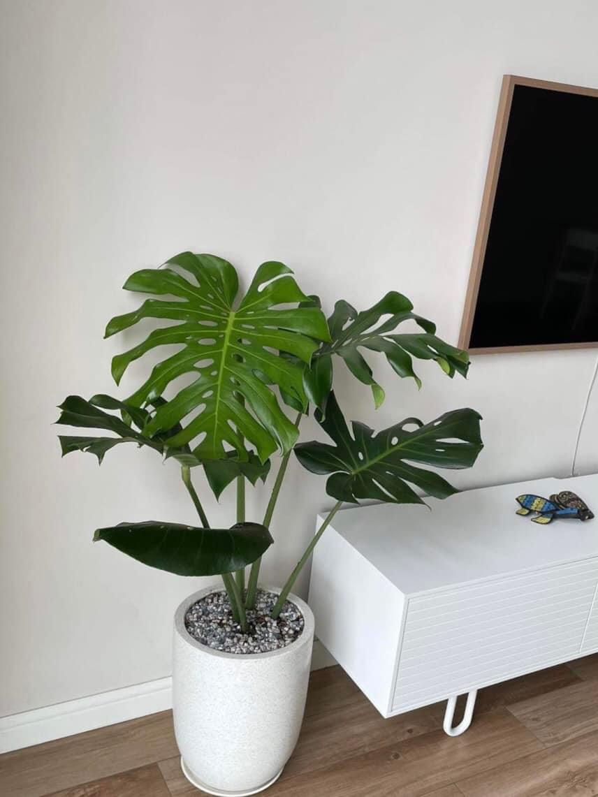 Cây trầu bà Nam Mỹ Monstera