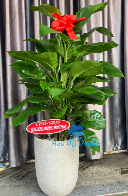 Cây trầu bà leo cột