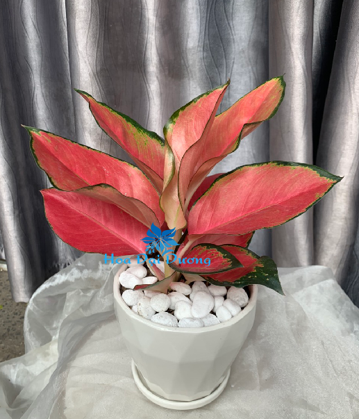Cây Vạn Lộc Đỏ