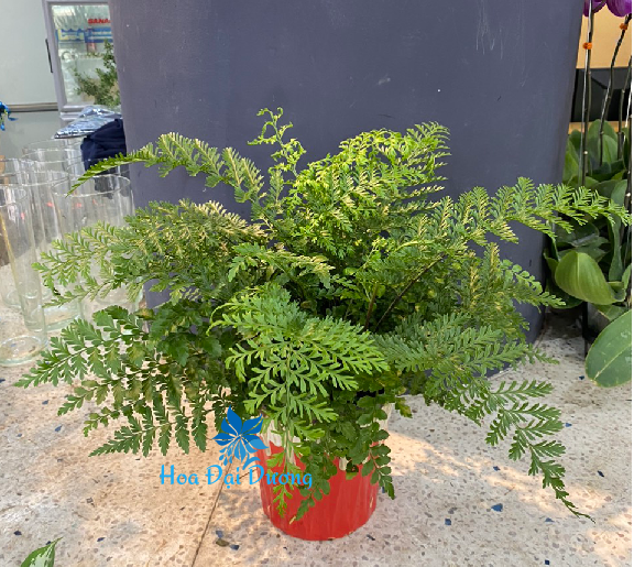 DƯƠNG XỈ 2