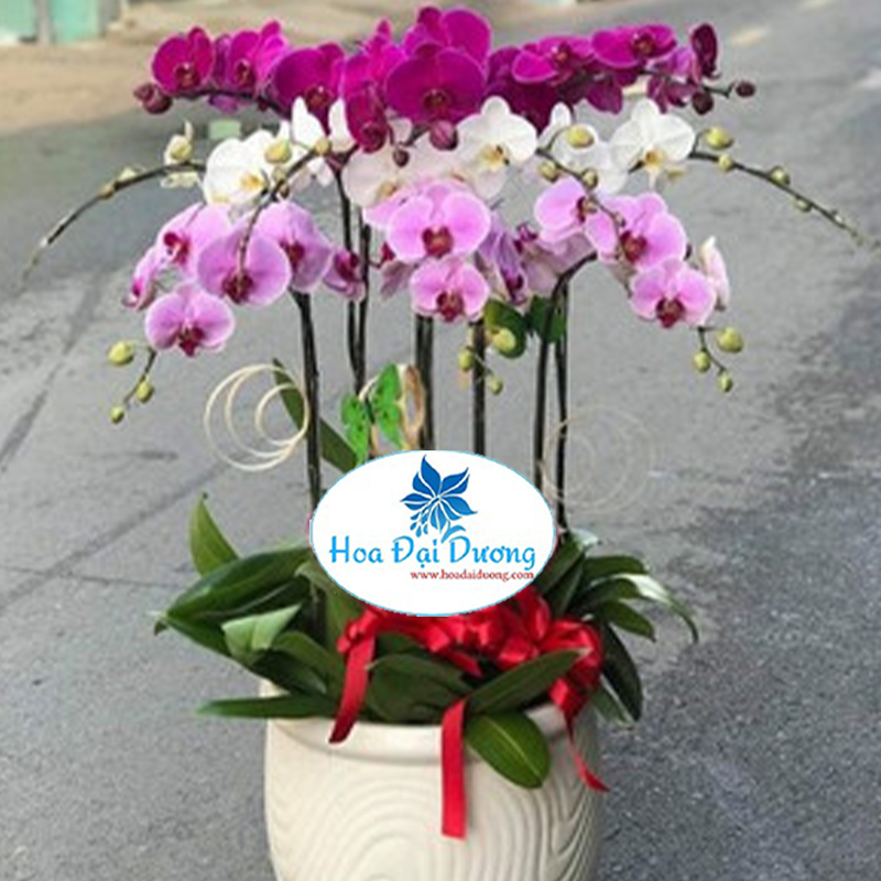 Hoa Lan Hồ Điệp 09
