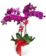 HOA LAN HỒ ĐIỆP 02