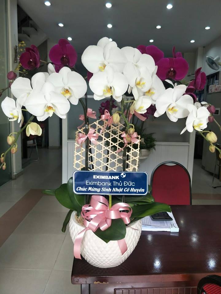 HOA LAN HỒ ĐIỆP 05