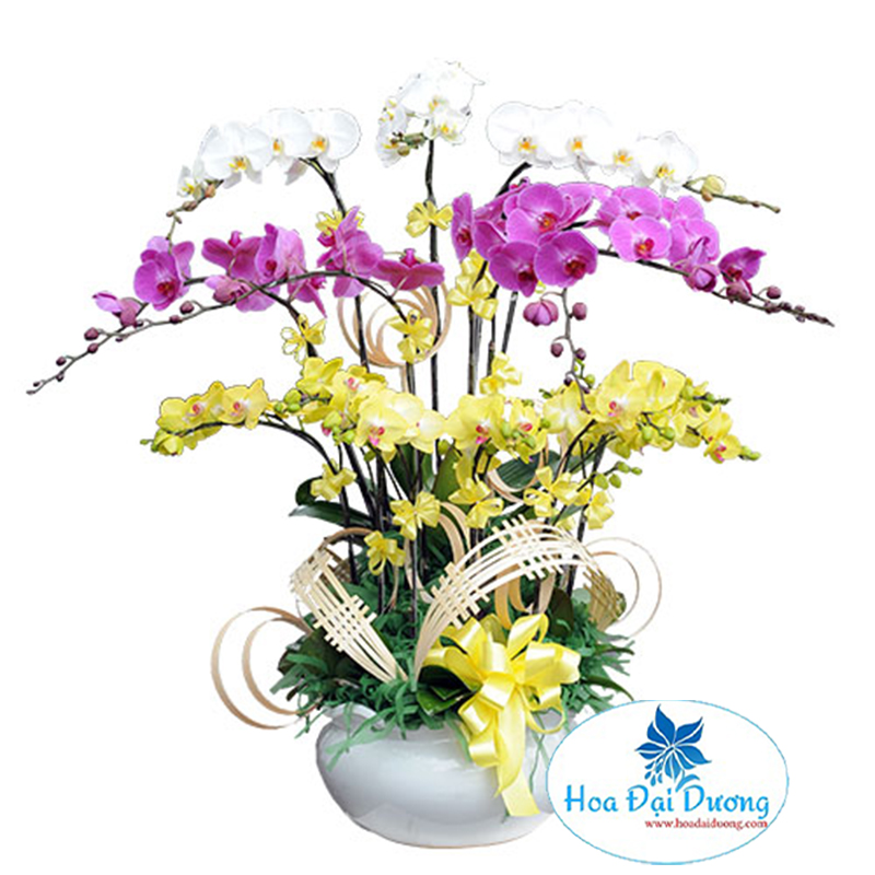 Hoa Lan Hồ Điệp 10