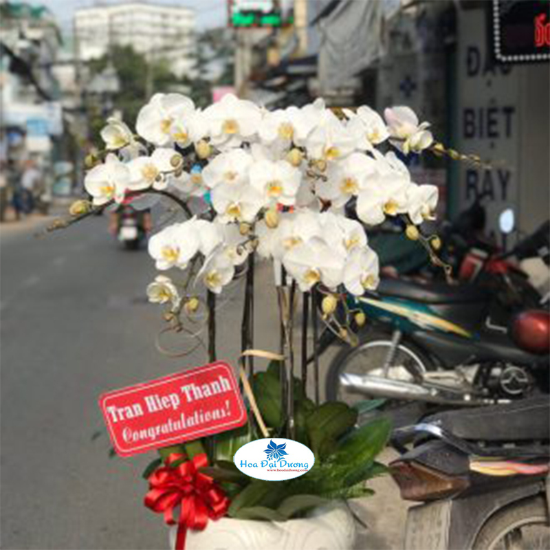 Hoa Lan Hồ Điệp 11