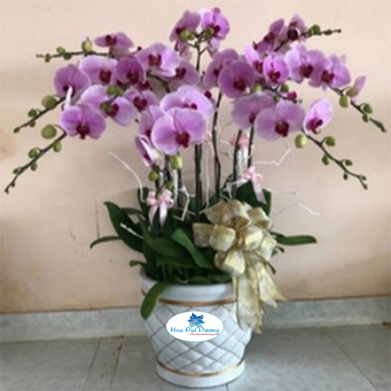 Hoa Lan Hồ Điệp 12