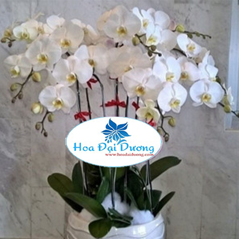 Hoa Lan Hồ Điệp 13