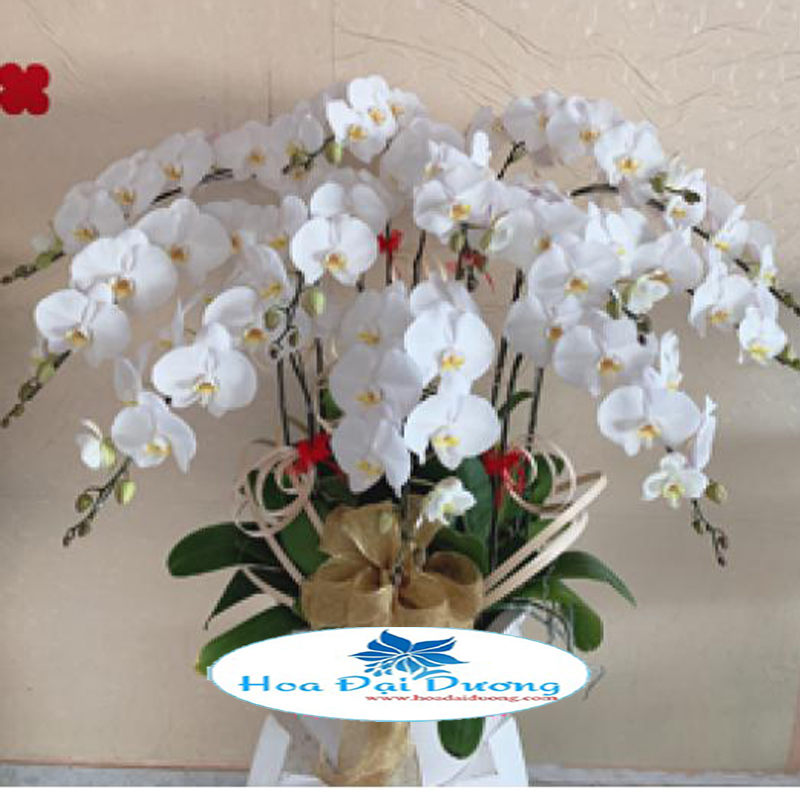 Hoa Lan Hồ Điệp 14