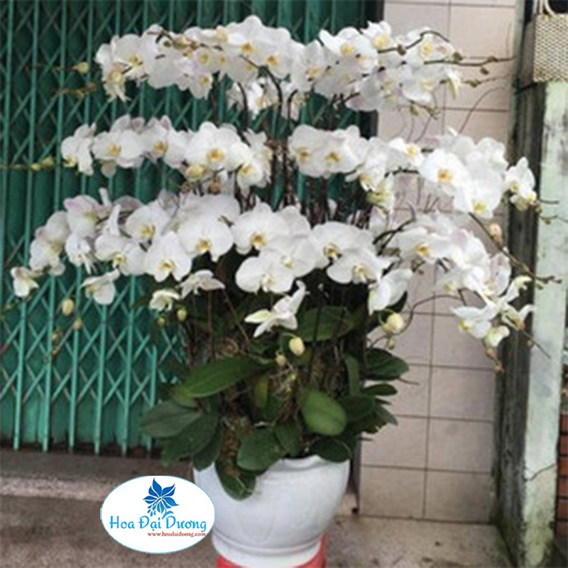 HOA LAN HỒ ĐIỆP 16
