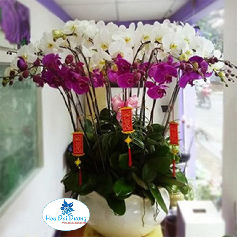 Hoa Lan Hồ Điệp 17