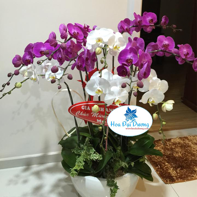 Hoa Lan Hồ Điệp 18