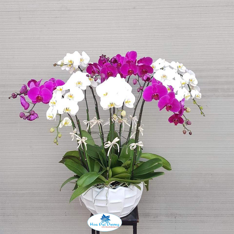 Hoa Lan Hồ Điệp 19