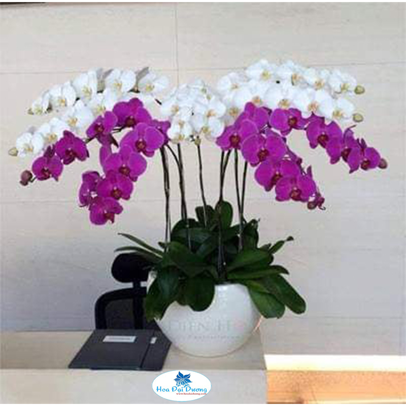 Hoa Lan Hồ Điệp 21
