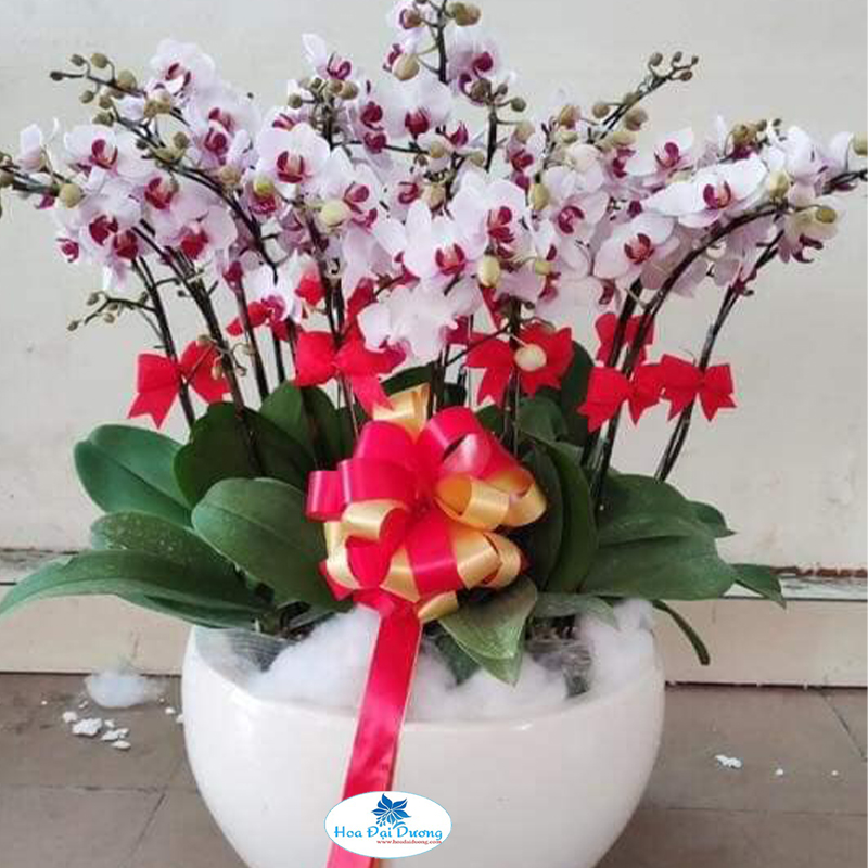 Hoa Lan Hồ Điệp 22