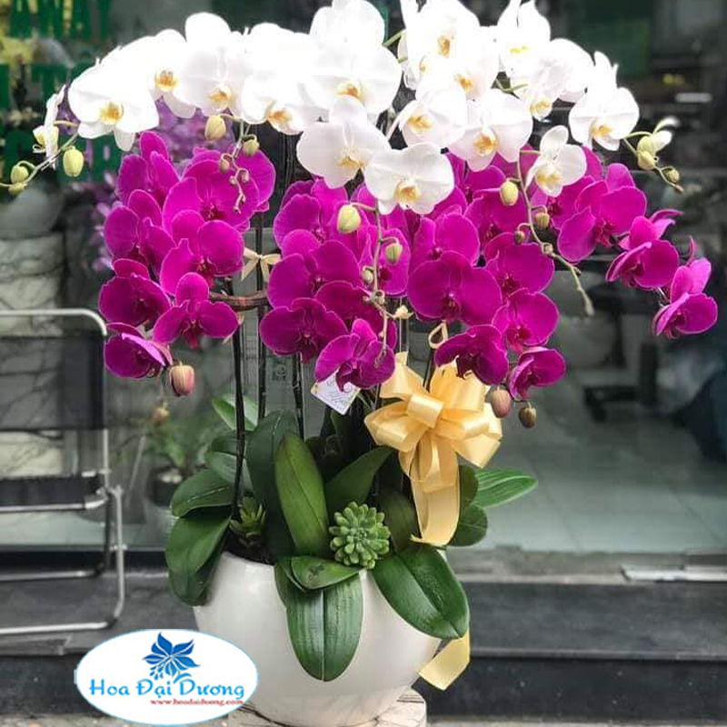 Hoa Lan Hồ Điệp 24