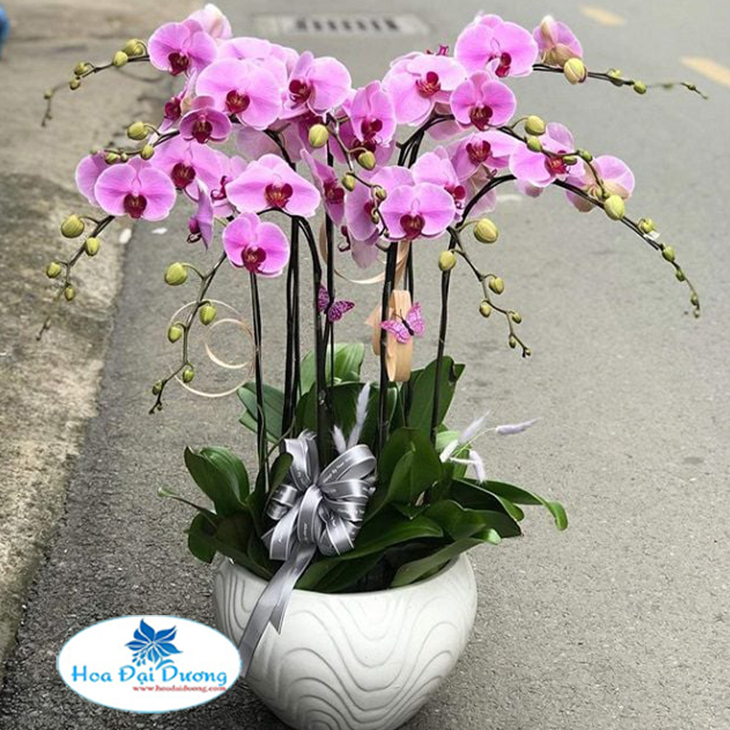 Hoa Lan Hồ Điệp 25