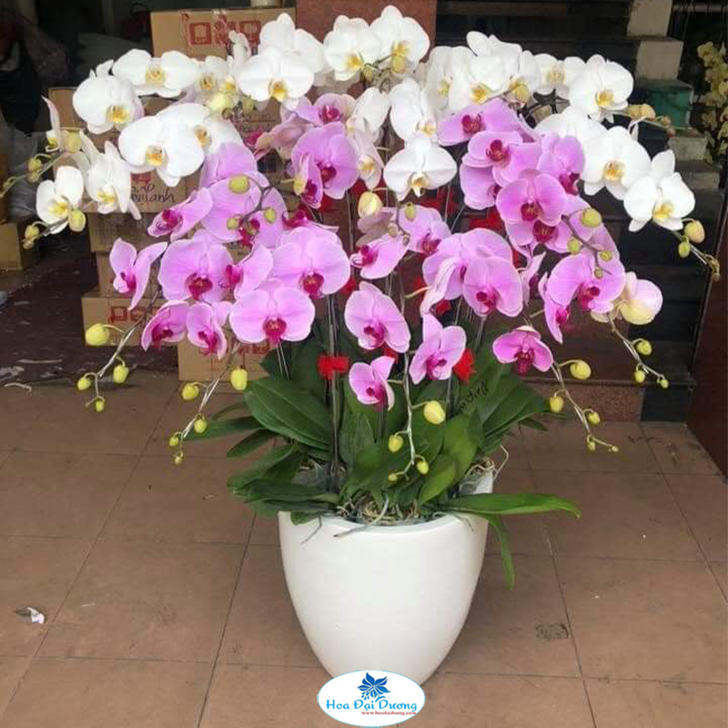 Hoa Lan Hồ Điệp 27
