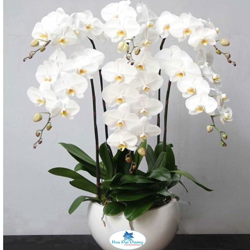 Hoa Lan Hồ Điệp 28