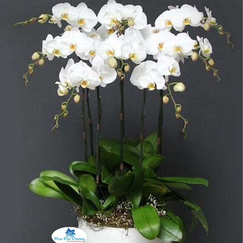 Hoa Lan Hồ Điệp 29