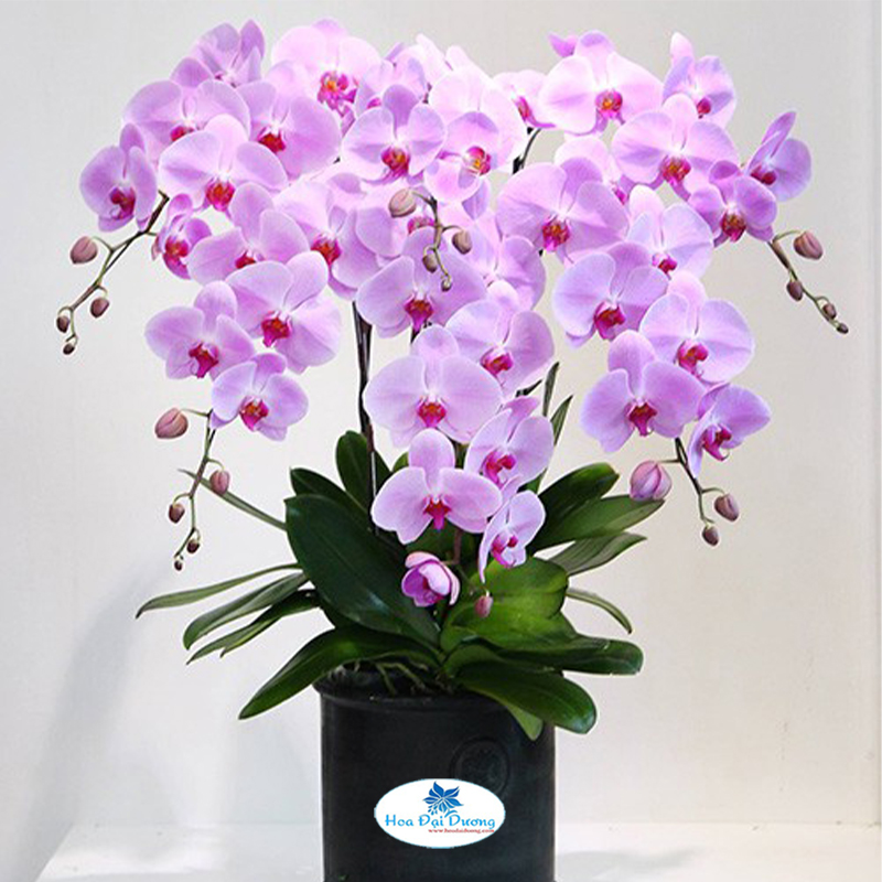 Hoa Lan Hồ Điệp 30