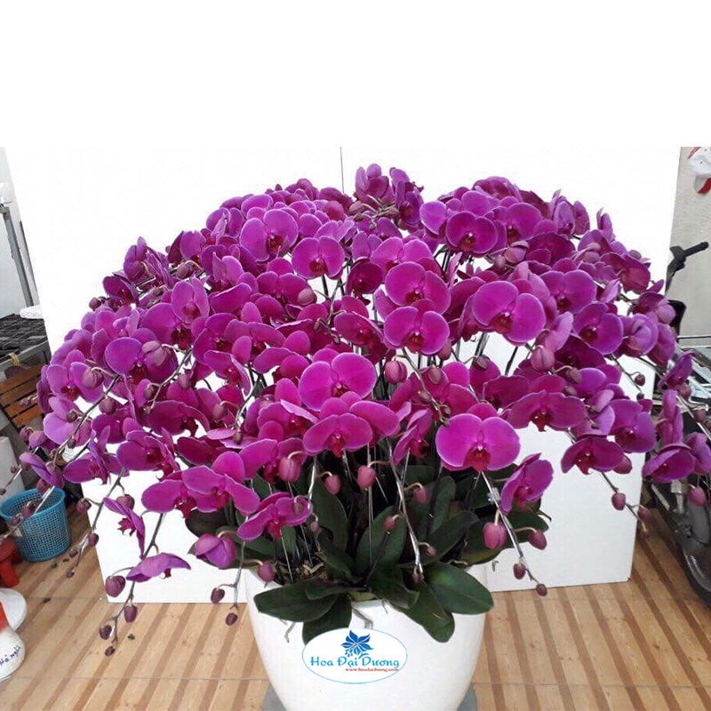 Hoa Lan Hồ Điệp 31