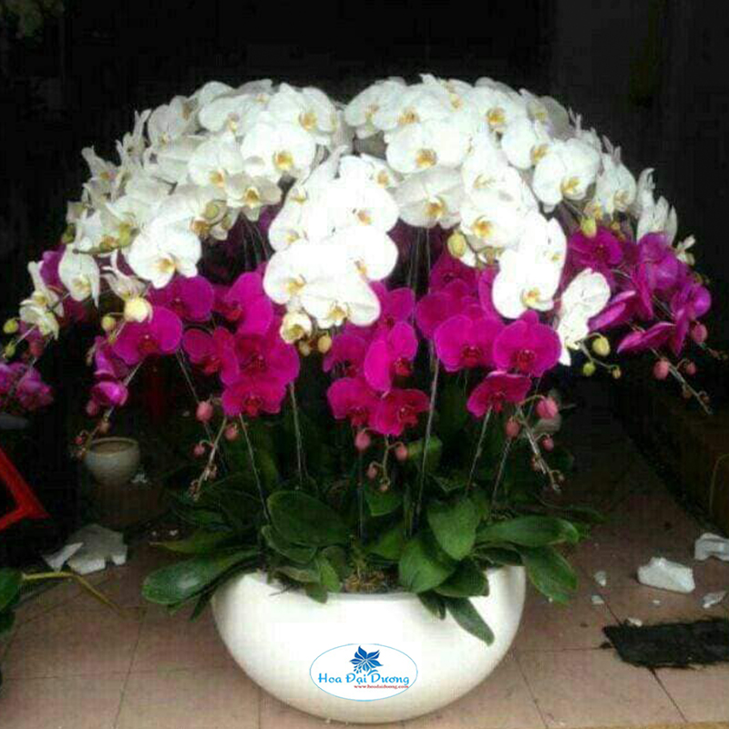Hoa Lan Hồ Điệp 32