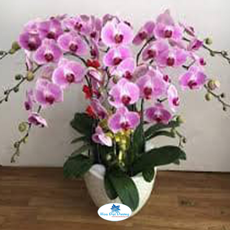 Hoa Lan Hồ Điệp 34