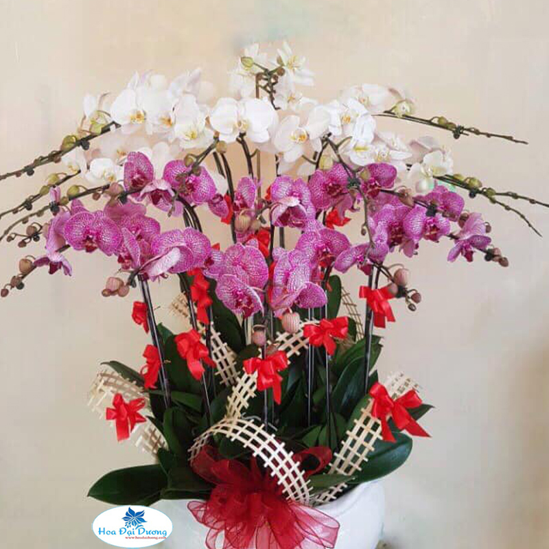 Hoa Lan Hồ Điệp 36