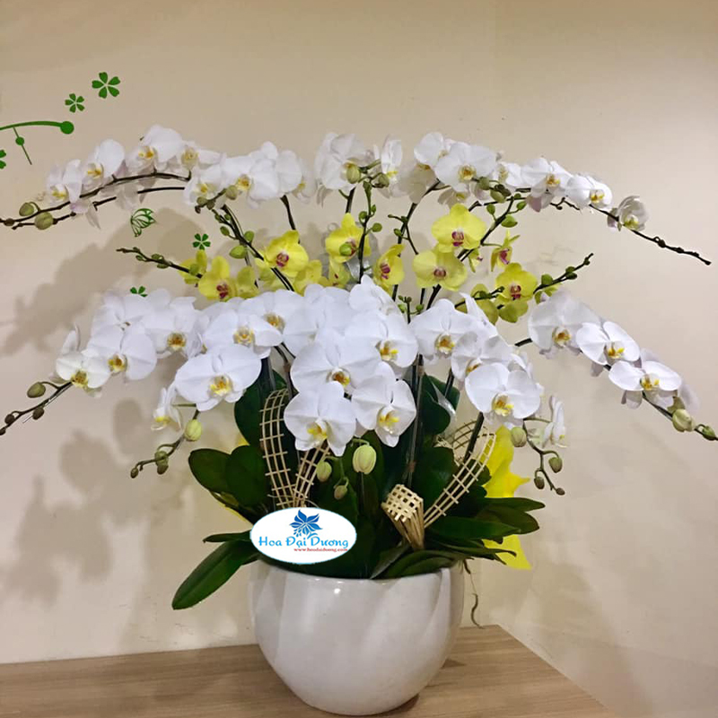 Hoa Lan Hồ Điệp 41