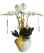 HOA LAN HỒ ĐIỆP 38