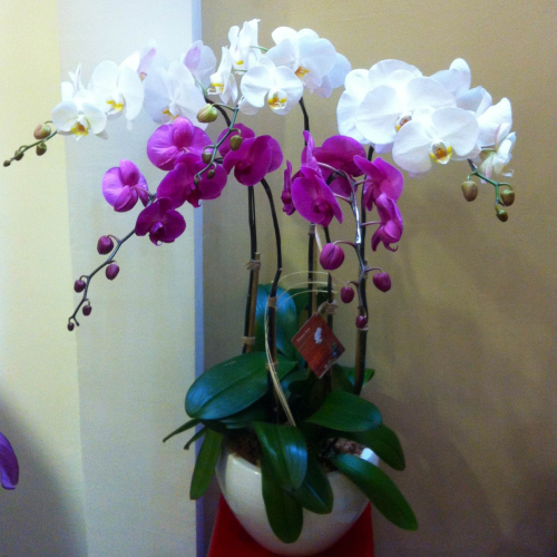 HOA LAN HỒ ĐIỆP 40