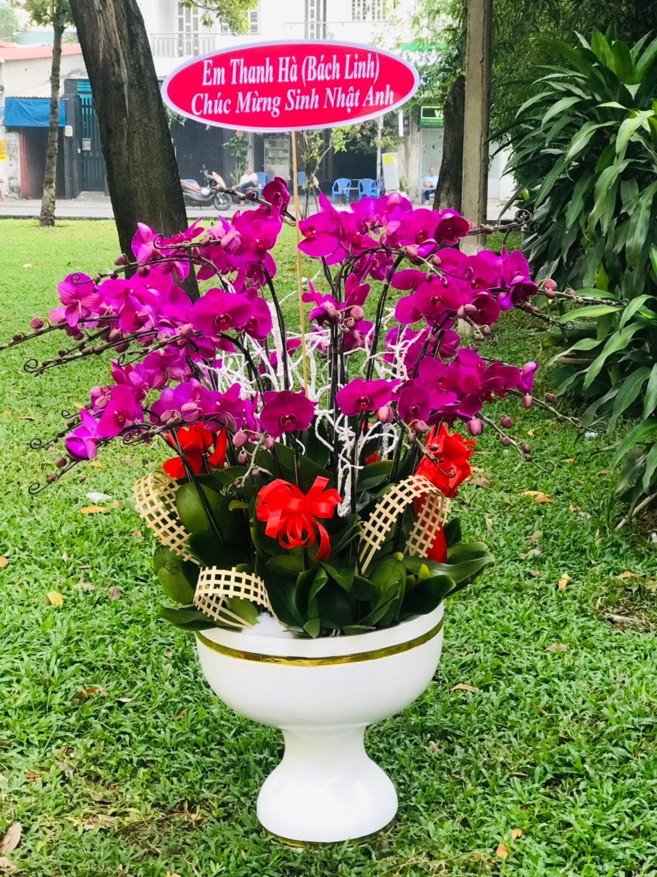 HOA LAN HỒ ĐIỆP 42